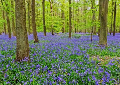 Bluebell Wood near Harpenden